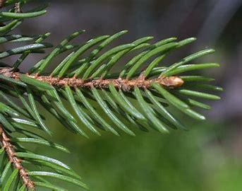 Dendrology