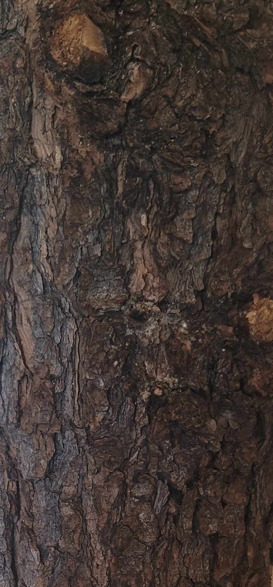 Dendrology
